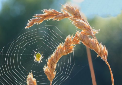 Small spider (Araniella cucurbitina) spinning a web between grass stalks
